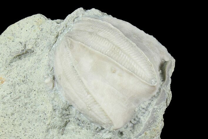 Blastoid (Pentremites) Fossil - Illinois #184098